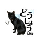 仲間で一緒に②！ポメと黒猫の出デカ文字（個別スタンプ：33）