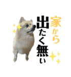 仲間で一緒に②！ポメと黒猫の出デカ文字（個別スタンプ：35）
