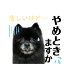 仲間で一緒に②！ポメと黒猫の出デカ文字（個別スタンプ：40）