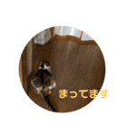 みけすこすたんぷ2（個別スタンプ：8）