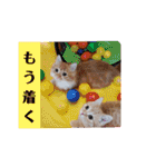 むぎ＆がんちゃん子猫スタンプ（個別スタンプ：34）