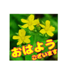 丁寧な「朝のあいさつ」に 山野草を添えて（個別スタンプ：1）