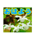 丁寧な「朝のあいさつ」に 山野草を添えて（個別スタンプ：5）