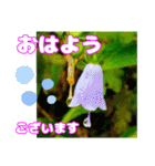 丁寧な「朝のあいさつ」に 山野草を添えて（個別スタンプ：10）