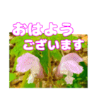 丁寧な「朝のあいさつ」に 山野草を添えて（個別スタンプ：24）