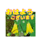 丁寧な「朝のあいさつ」に 山野草を添えて（個別スタンプ：25）