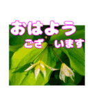 丁寧な「朝のあいさつ」に 山野草を添えて（個別スタンプ：27）