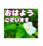 丁寧な「朝のあいさつ」に 山野草を添えて（個別スタンプ：30）