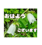 丁寧な「朝のあいさつ」に 山野草を添えて（個別スタンプ：33）