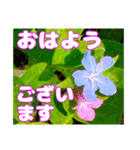 丁寧な「朝のあいさつ」に 山野草を添えて（個別スタンプ：34）