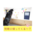 猫で伝えるメッセージ（個別スタンプ：17）