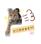 猫で伝えるメッセージ（個別スタンプ：18）