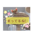 猫で伝えるメッセージ（個別スタンプ：19）