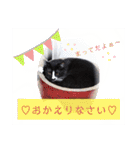 猫で伝えるメッセージ（個別スタンプ：22）