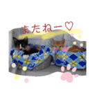 猫で伝えるメッセージ（個別スタンプ：29）