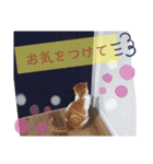 猫で伝えるメッセージ（個別スタンプ：38）