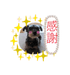 恵ママのゴジ君（個別スタンプ：20）