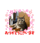 琥珀ブラザーズ（個別スタンプ：2）