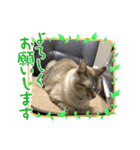 琥珀ブラザーズ（個別スタンプ：3）