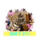 琥珀ブラザーズ（個別スタンプ：4）