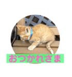 琥珀ブラザーズ（個別スタンプ：9）