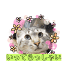琥珀ブラザーズ（個別スタンプ：10）