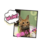 琥珀ブラザーズ（個別スタンプ：14）