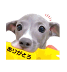 「イタグレ」〜シンプル言葉集〜（個別スタンプ：4）