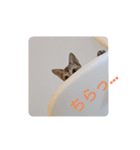 まめ太郎LIFE part2（個別スタンプ：4）