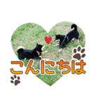 黒柴犬の♡カップル♡スタンプ07 黒柴 柴犬（個別スタンプ：1）