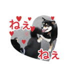 黒柴犬の♡カップル♡スタンプ07 黒柴 柴犬（個別スタンプ：2）