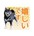 黒柴犬の♡カップル♡スタンプ07 黒柴 柴犬（個別スタンプ：11）