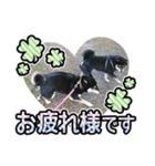 黒柴犬の♡カップル♡スタンプ07 黒柴 柴犬（個別スタンプ：22）