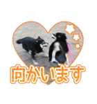 黒柴犬の♡カップル♡スタンプ07 黒柴 柴犬（個別スタンプ：27）