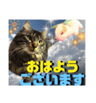 にゃ美さんと仲間たち♡実写猫〜風景（個別スタンプ：1）