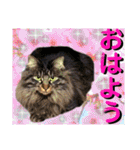 にゃ美さんと仲間たち♡実写猫〜風景（個別スタンプ：2）