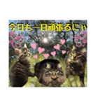 にゃ美さんと仲間たち♡実写猫〜風景（個別スタンプ：4）