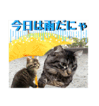にゃ美さんと仲間たち♡実写猫〜風景（個別スタンプ：5）