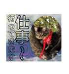 にゃ美さんと仲間たち♡実写猫〜風景（個別スタンプ：6）