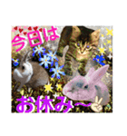 にゃ美さんと仲間たち♡実写猫〜風景（個別スタンプ：7）