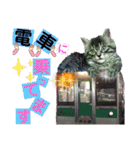 にゃ美さんと仲間たち♡実写猫〜風景（個別スタンプ：8）
