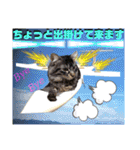 にゃ美さんと仲間たち♡実写猫〜風景（個別スタンプ：9）