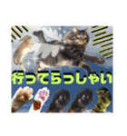にゃ美さんと仲間たち♡実写猫〜風景（個別スタンプ：11）