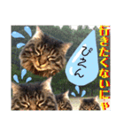 にゃ美さんと仲間たち♡実写猫〜風景（個別スタンプ：12）