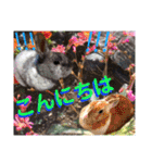 にゃ美さんと仲間たち♡実写猫〜風景（個別スタンプ：13）