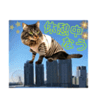 にゃ美さんと仲間たち♡実写猫〜風景（個別スタンプ：14）