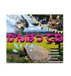 にゃ美さんと仲間たち♡実写猫〜風景（個別スタンプ：16）