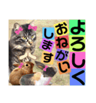 にゃ美さんと仲間たち♡実写猫〜風景（個別スタンプ：17）