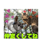 にゃ美さんと仲間たち♡実写猫〜風景（個別スタンプ：19）