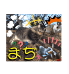 にゃ美さんと仲間たち♡実写猫〜風景（個別スタンプ：22）